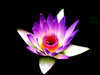 imagen_1068